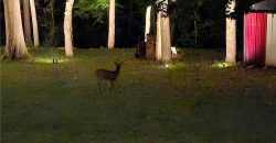 Homes for Sale in Liberty, MO 64068 | 1476  Hemlock Drive