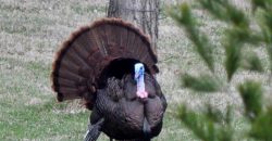 Homes for Sale in Kansas City, MO 64154 | 2651 NW Barry Road, Unit#102