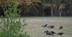 Homes for Sale in Kansas City, MO 64154 | 2651 NW Barry Road, Unit#102