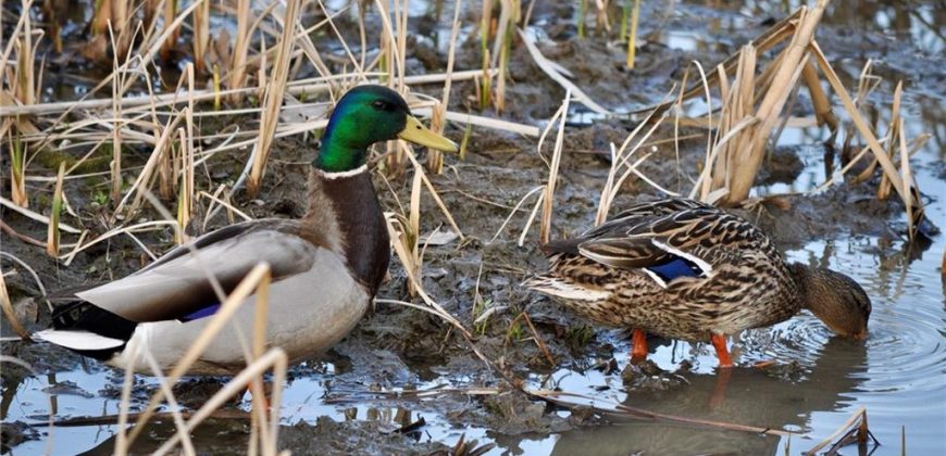 Homes for Sale in Kansas City, MO 64154 | 2651 NW Barry Road, Unit#102