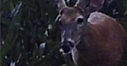 Homes for Sale in Platte City, MO 64079 | 14030  Ode Road