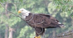 Homes for Sale in Lake Waukomis, MO 64151 | 779 NW SOUTH SHORE Drive