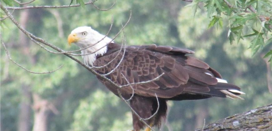 Homes for Sale in Lake Waukomis, MO 64151 | 779 NW SOUTH SHORE Drive