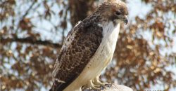 Homes for Sale in Lake Waukomis, MO 64151 | 779 NW SOUTH SHORE Drive