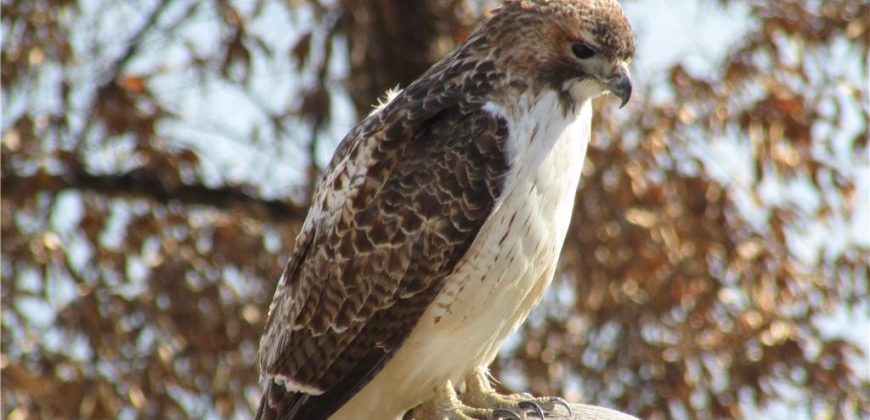 Homes for Sale in Lake Waukomis, MO 64151 | 779 NW SOUTH SHORE Drive