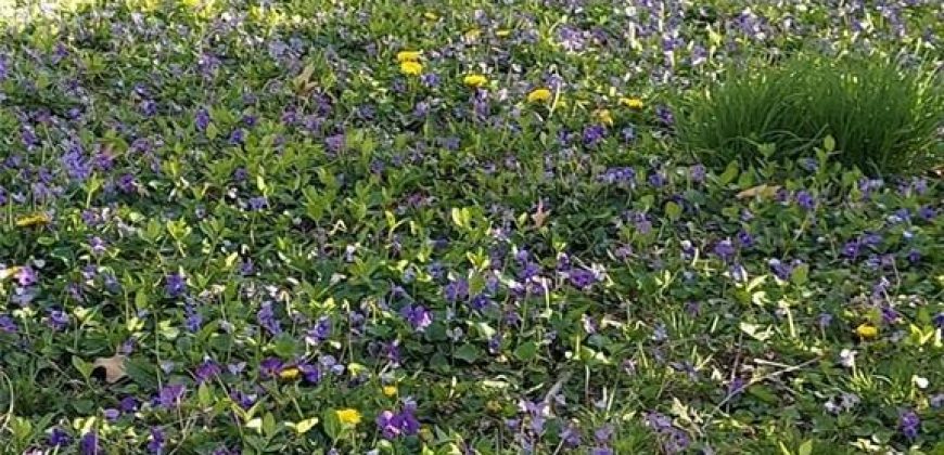 Homes for Sale in Kansas City, MO 64118 | 2101 NE 62nd Street