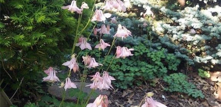 Homes for Sale in Kansas City, MO 64118 | 2101 NE 62nd Street