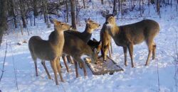 2144 Crooked Creek Drive, Kearney, MO 64060