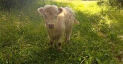 10000 NE 112th Street, Kansas City, MO 64157