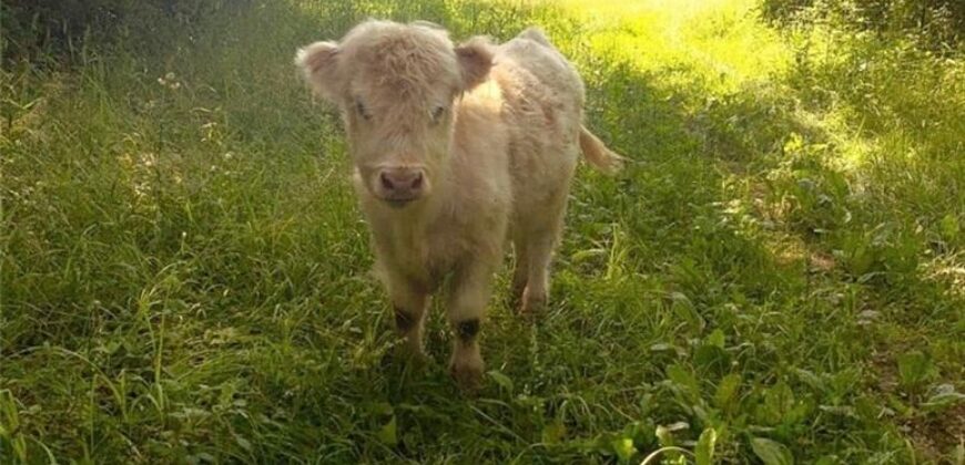 10000 NE 112th Street, Kansas City, MO 64157