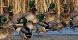 21195 Edgerton Junction Road Road, Dearborn, MO 64439