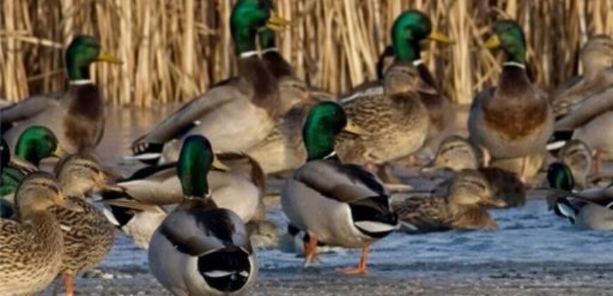 21195 Edgerton Junction Road Road, Dearborn, MO 64439