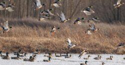 21195 Edgerton Junction Road Road, Dearborn, MO 64439