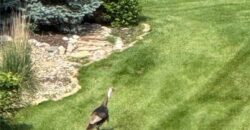 8070 Green Glades Court, Parkville, MO 64152