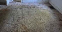 4331 NE Kelsey Road, Kansas City, MO 64116